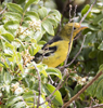 Scotts Oriole female